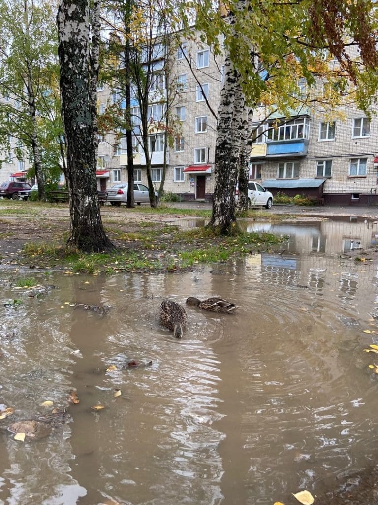 Шарьинский двор облюбовали утки