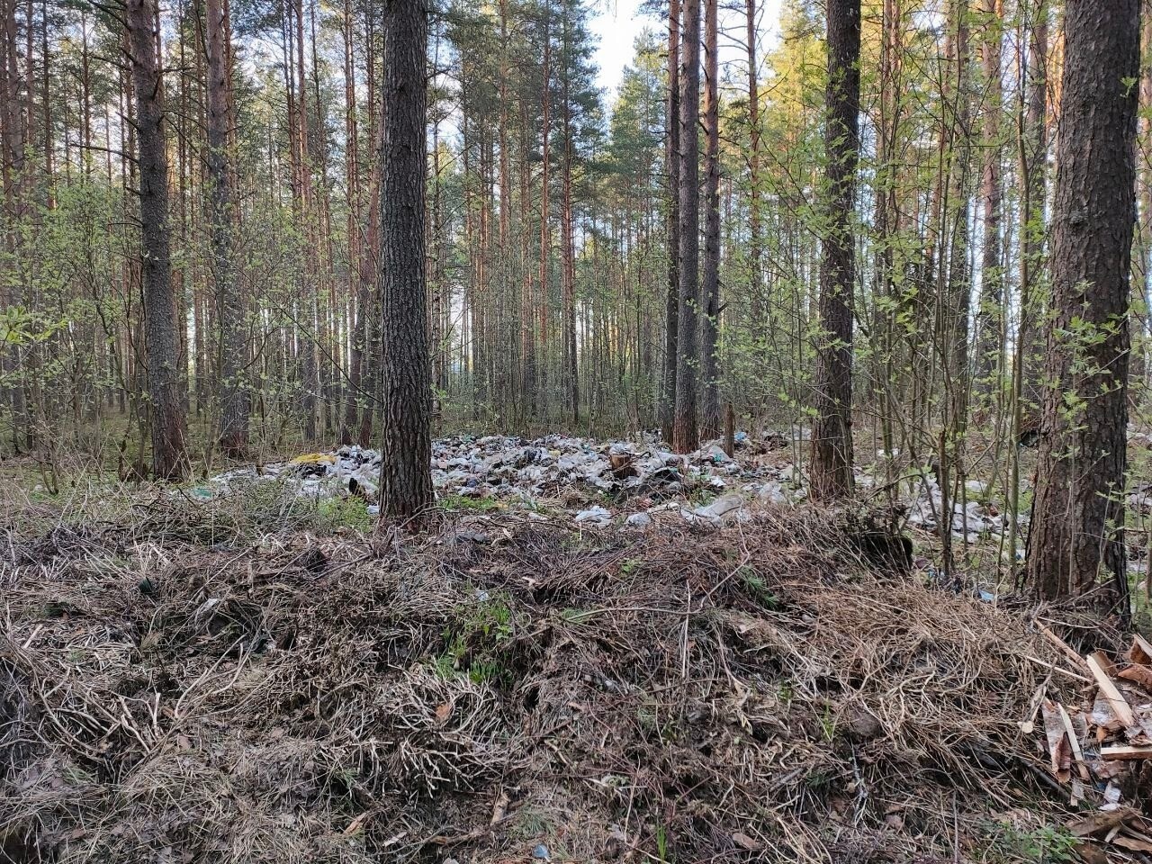 Сотрудники Шарьинского лесничества на личном примере показывают горожанам правильное отношение к лесу