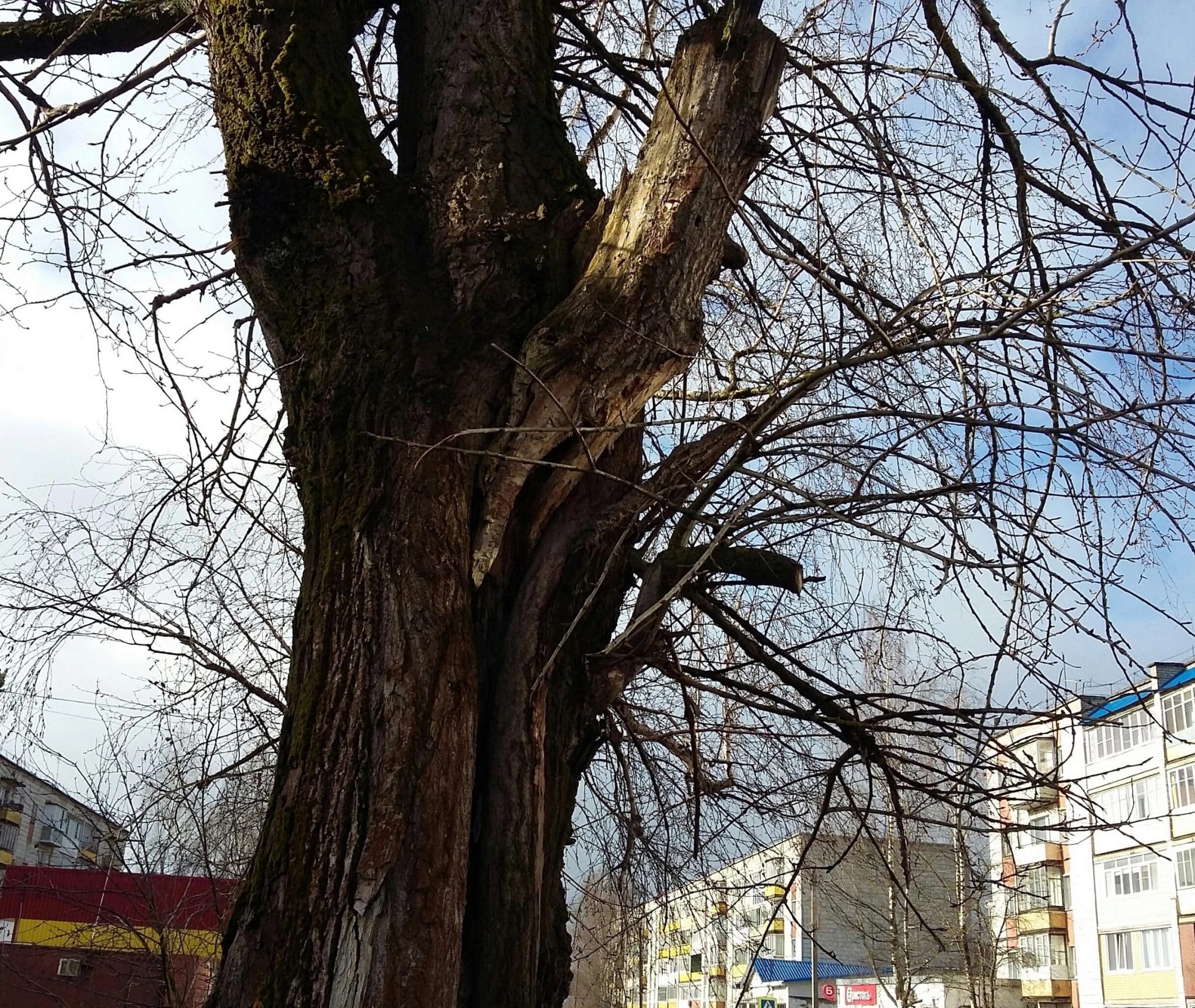 В городе много таких: в Шарье не могут спилить аварийное дерево