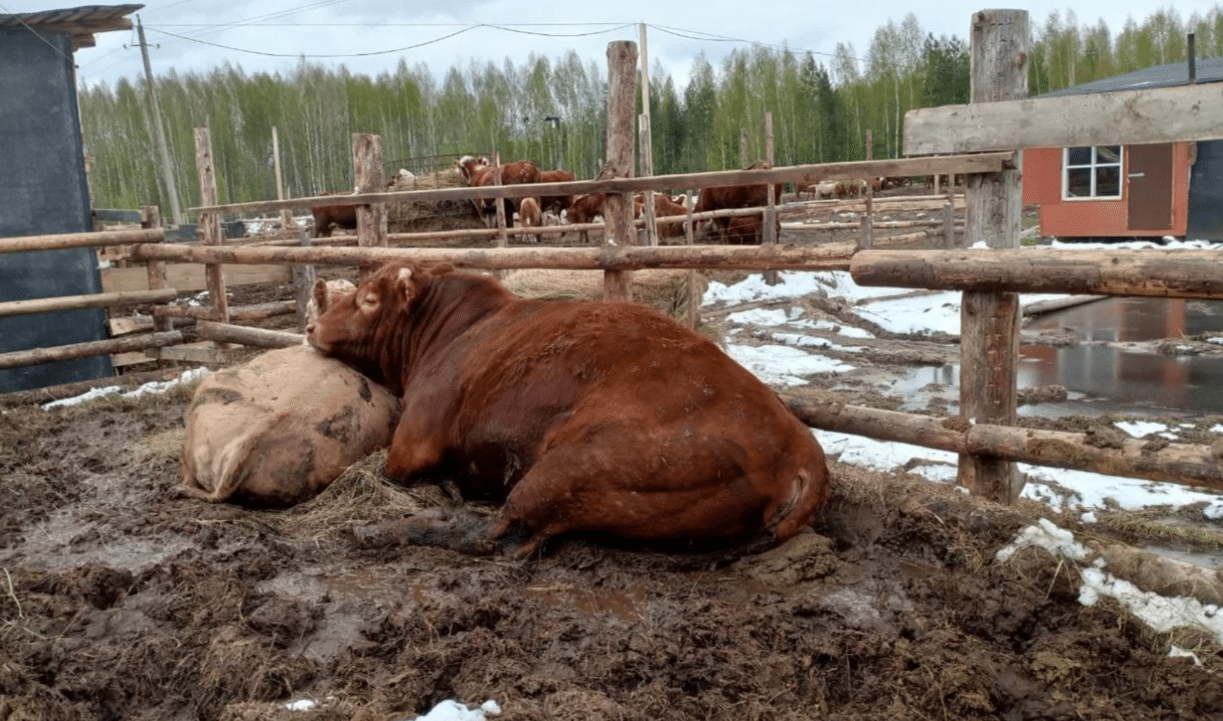 Бык-лимузин ищет новую семью в Шарье