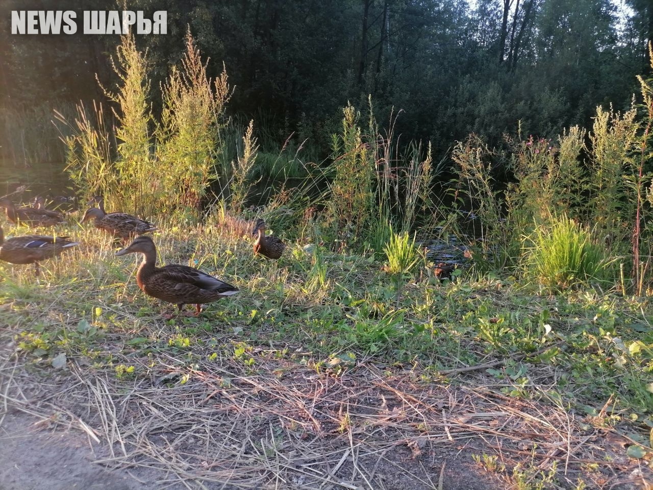 «Дикий зоопарк» в Шарье пользуется популярностью у горожан